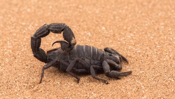 Bộ áo giáp cứng của chúng được hình thành từ những chất liệu mangan, sắt và thiếc. Để điều chỉnh nhiệt độ cơ thể của mình, chúng sẵn sàng tìm cách ẩn núp trong các nhánh thực vật, bụi cây, tảng đá, hộp bìa cứng... Chúng nhận được lượng nước cần thiết khi giết chết và chén thịt của các con thằn lằn nhỏ, tắc kè hoa con, nhện, các loại côn trùng và cả những đồng loại khác của mình.