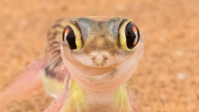 Nhu cầu tối thiểu của cuộc sống là nước, vạn vật đều cần có nước mới có thể sinh sôi. Sa mạc Namib là sa mạc cực kỳ khô cằn, lượng nước bốc hơi hàng năm gấp bốn lần so với lượng mưa mà nó nhận được. Thật ngạc nhiên là chỉ với 3-15mm lượng mưa mỗi năm, một số động vật sa mạc ở đây vẫn sống rất thoải mái và nhàn hạ.