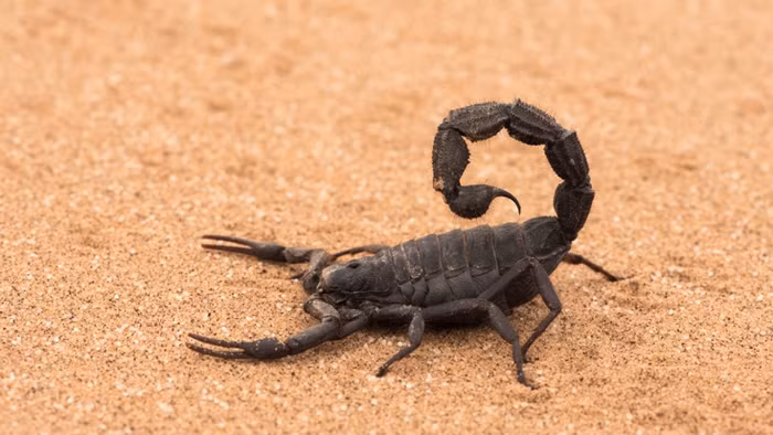 Ngay sau đó là ứng cử viên bọ cạp. Sa mạc Namib cũng là nơi có nhiều bọ cạp. Hầu hết các loài bò cạp hoạt động vào ban đêm, nhưng bọ cạp lông (Parabuthus villosus) hoạt động tự do vào ban ngày. Những con bò cạp trưởng thành có thể đạt đến độ dài 18cm và có thể tồn tại mà không cần bất kỳ loại thực phẩm nào trong vòng 12 tháng.