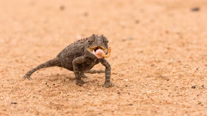 Chúng cũng sẽ cố gắng đảm bảo rằng diện tích cơ thể tiếp xúc với ánh mặt trời là ít nhất đồng thời chuyển màu trắng để phản lại ánh mặt trời. Loài tắc kè thông minh này nhận được chất dinh dưỡng và lượng độ ẩm qua những con mồi của chúng như bọ cánh cứng, thằn lằn, rắn nhỏ, thậm chí cả bọ cạp và chuột nhỏ. Khi rảnh rỗi, chúng cũng tìm kiếm nước từ lá cây, được hình thành bằng cách ngưng tụ từ sương mù.