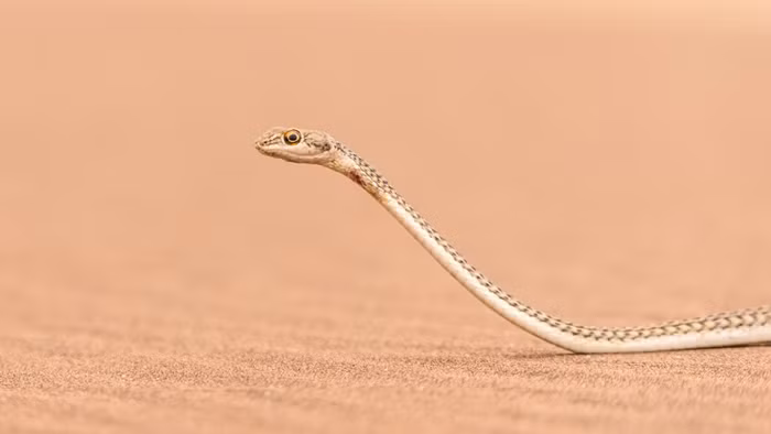 Tuy nhiên chúng cũng hút những giọt nước rơi xuống lá cây hoặc từ chính cơ thể của chúng khi sương mù dày đặc hoặc từ những trận mưa hiếm hoi. Để điều chỉnh nhiệt độ cơ thể của mình, chúng cũng nấp trong những bụi cây hoặc hang chuột.