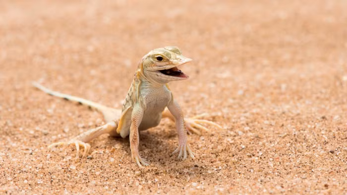 Cư dân sa mạc này tích lũy độ ẩm và duy trì lượng nước trong cơ thể bằng cách uống sương mù đọng lại trên các bộ phận cơ thể của mình. Đặc biệt hơn, trên cơ thể của chúng có hai bàng quang. Một chứa nước tiểu và một chứa nước thường. Những con thằn lằn Meroles anchietae có thể tích trữ một lượng nước bằng 12% trọng lượng cơ thể của nó trong nước trong bàng quang thứ hai. Nếu bàng quang đầy, chúng có thể sống sót một tuần mà không cần nước.