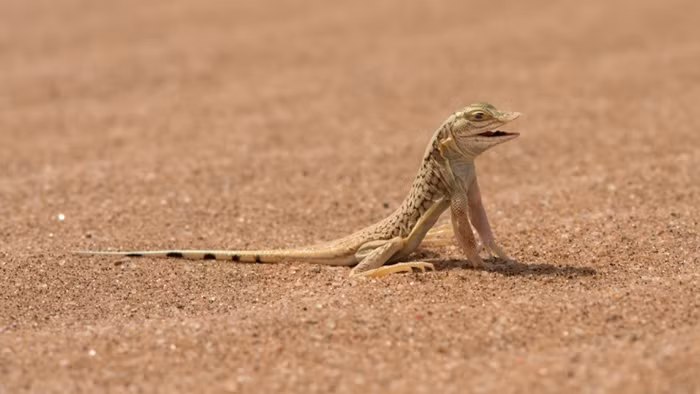 Thằn lằn Meroles anchietae, đây là một trong nhiều sinh vật của sa mạc Namib thích nghi cực tốt. Để ngăn chặn ảnh hưởng của những hạt cát nóng bỏng, loài thằn lằn này đã sáng tạo ra một vũ điệu tránh nóng, giúp đôi chân chúng hạn chế tốt nhất thời gian tiếp xúc với cát.