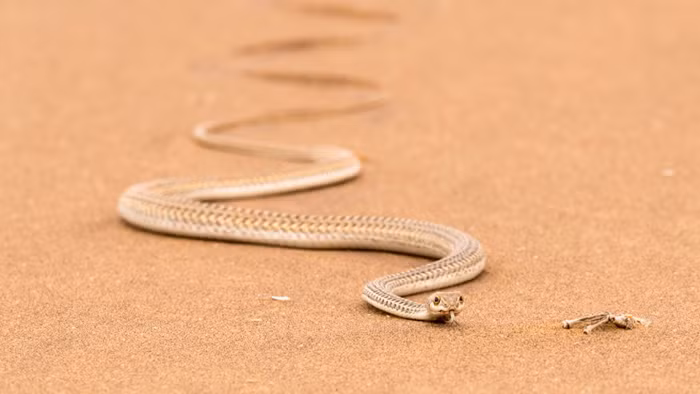 Rắn cát Namib (Psammophis namibensis) là một con rắn rất thon thả và di chuyển nhanh. Hầu hết lượng nước mà chúng hấp thụ được là qua thức ăn.