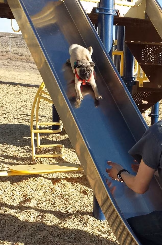 Sợ hãi khi lao xuống mà không thể làm gì, chú chó tội nghiệp chỉ còn cách hét to cầu cứu chủ của mình.