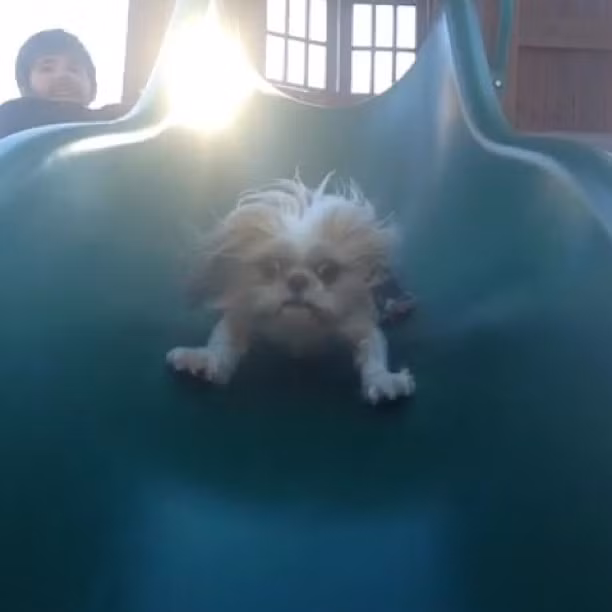 Khoảnh khắc lần đầu đi cầu trượt của cô chó này quả thực rất đáng nhớ với gương mặt vô cùng hoảng hốt.