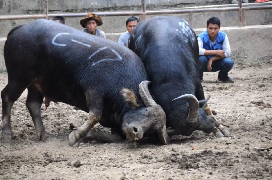 Trước đó ít ngày, cũng tại Tam Giang, Liễu Châu, địa phương đã tổ chức "Lễ hội chọi trâu Quốc tế" lần thứ 3, quy tụ 140 con trâu mạnh nhất từ Việt Nam, Thái Lan, Myanmar và các nước khác. Chủ nhà Trung Quốc có các đội chọi trâu từ Quảng Tây, Vân Nam, Quý Châu... tham dự.