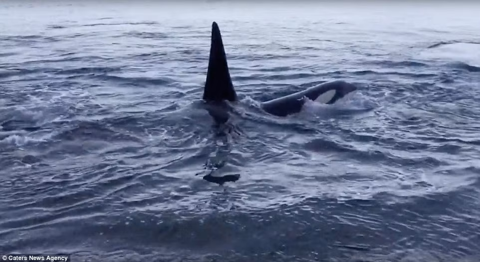 Có lẽ dùng sỏi massage là truyền thống và kinh nghiệm khiến mình sạch sẽ của cá voi sát thủ.