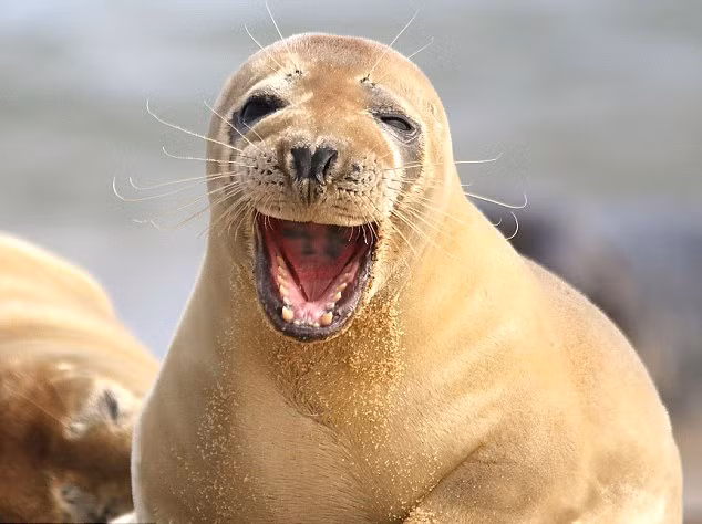 Khi thấy ống kính của nhiếp ảnh gia Melisa, chú hải cẩu vui tính này ngay lập tức khoe nụ cười hở mười cái răng không ngần ngại.