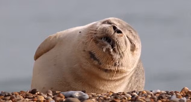 Tuy nhiên, nụ cười dính đầy nước miếng của chú hải cẩu này đã khiến nó mất điểm trầm trọng. Bù lại, khuôn mặt hài hước đang chụp ảnh lăn ra ngủ của con vật có thể khiến nó bước chân vào làng danh hài giới động vật.