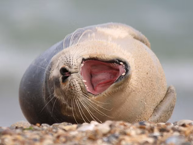 Không chỉ biết cười mỉm, cười khoe răng, những chú hải cẩu còn có điệu cười há mồm bất hủ, điệu cười không nhìn thấy trời đất vô cùng vui nhộn của chúng ngay lập tức đã thu hút sự chú ý của nhiếp ảnh gia.