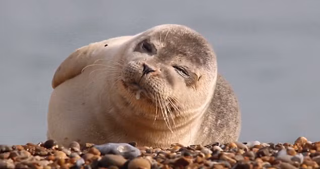 Ngay cả những con hải cẩu lười cũng cố gắng trở mình, nặn ra một nụ cười để chụp ảnh làm duyên.