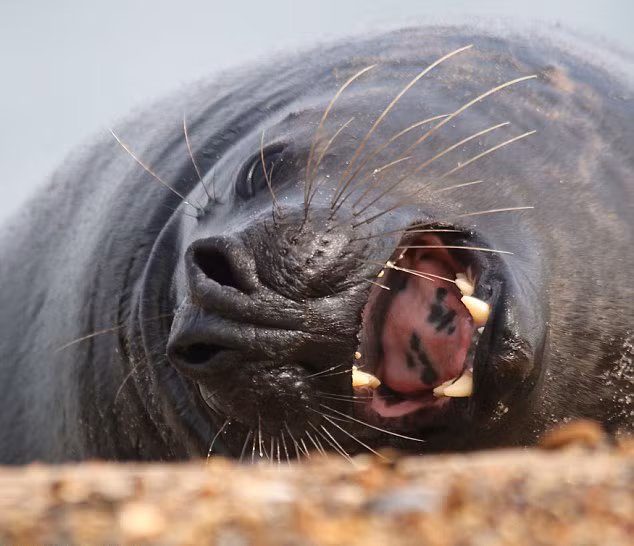 Mặc dù những điệu cười hả hê, vui vẻ thường chỉ kéo dài vài giây nhưng nhiếp ảnh gia Melisa vẫn chụp lại được khoảnh khắc ngộ nghĩnh khi hải cẩu cười.