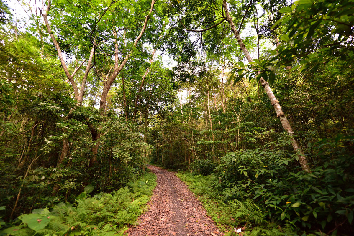 Theo như lời kể của gia đình, cả một tuần nay cả nhà đỏ mắt tìm mọi cách liên lạc với L. nhưng vô vọng. Cả nhà toả đi tìm, nghe ngóng cánh xe thồ cũng chỉ nhận được thông tin vô cùng mập mờ: Lượng chở một người khách lạ từ nơi khác đến đi về hướng rừng Ea Sô. Họ chỉ mang máng nhớ vị khách đó có gương mặt lạnh, tay xách theo một chiếc túi đen. (Ảnh minh họa, nguồn internet)