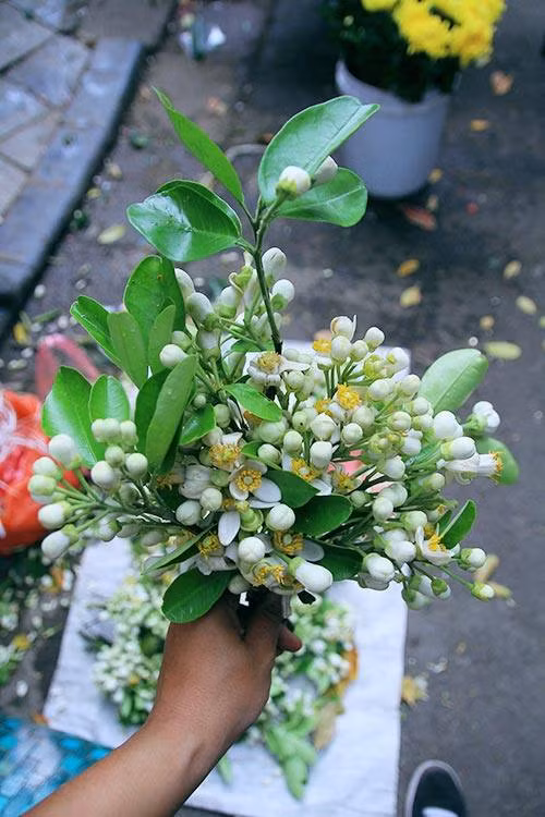 Bước 2: Tráng hoa bưởi đã rửa sạch qua nước đun sôi để nguội, để hoa bưởi ráo nước. 