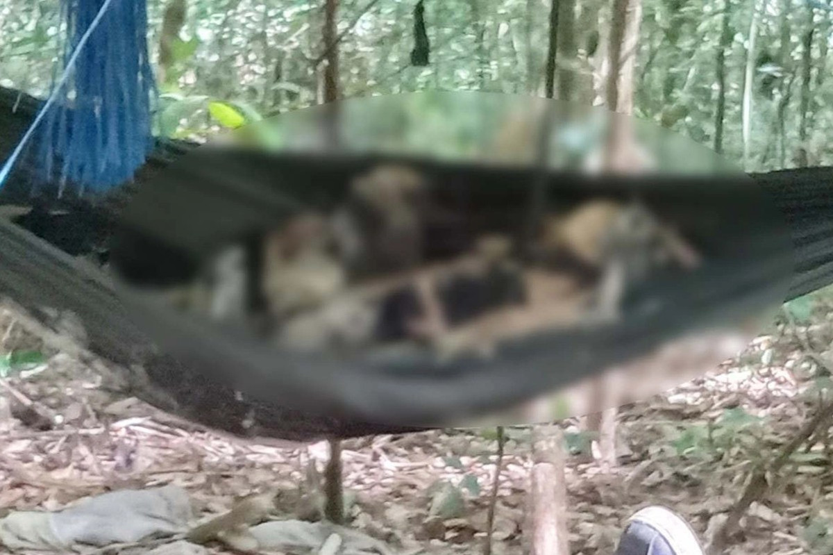  Phát hiện 2 bộ xương khô nằm trên võng giữa rừng: Ngày 22/8/2022, một số người dân của huyện Kbang trong khi đi hái măng tại khu vực rừng thuộc xã Đak Rong (huyện Kbang), giáp ranh với xã Hiếu (huyện Kon Plông, tỉnh Kon Tum) phát hiện 2 thi thể (chưa xác định được giới tính) nằm trên 2 chiếc võng. Ban đầu cho thấy 2 thi thể đã phân hủy hoàn toàn, chỉ còn trơ bộ xương khô, quần áo mục nát. Theo cơ quan chức năng nhận định, 2 thi thể trên có khả năng là người ở địa phương khác đến vì trong thời gian vừa qua trên địa bàn huyện Kbang không có trường hợp nào gia đình thông báo mất tích.