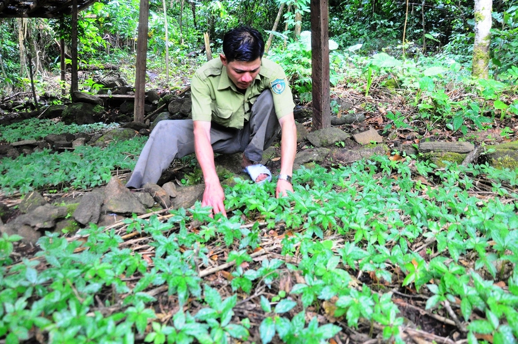Vì sao Quảng Nam chưa bán được tín chỉ carbon rừng? Vi sao Quang Nam chua ban duoc tin chi carbon rung?