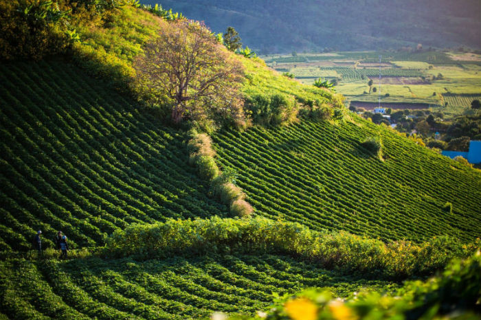 Lan song “bo pho ve rung”, theo chan ong lon len Tay Nguyen san dat