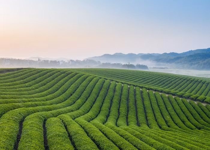 Tap doan TH ra mat bo san pham Tra tu nhien TH true TEA-Hinh-2