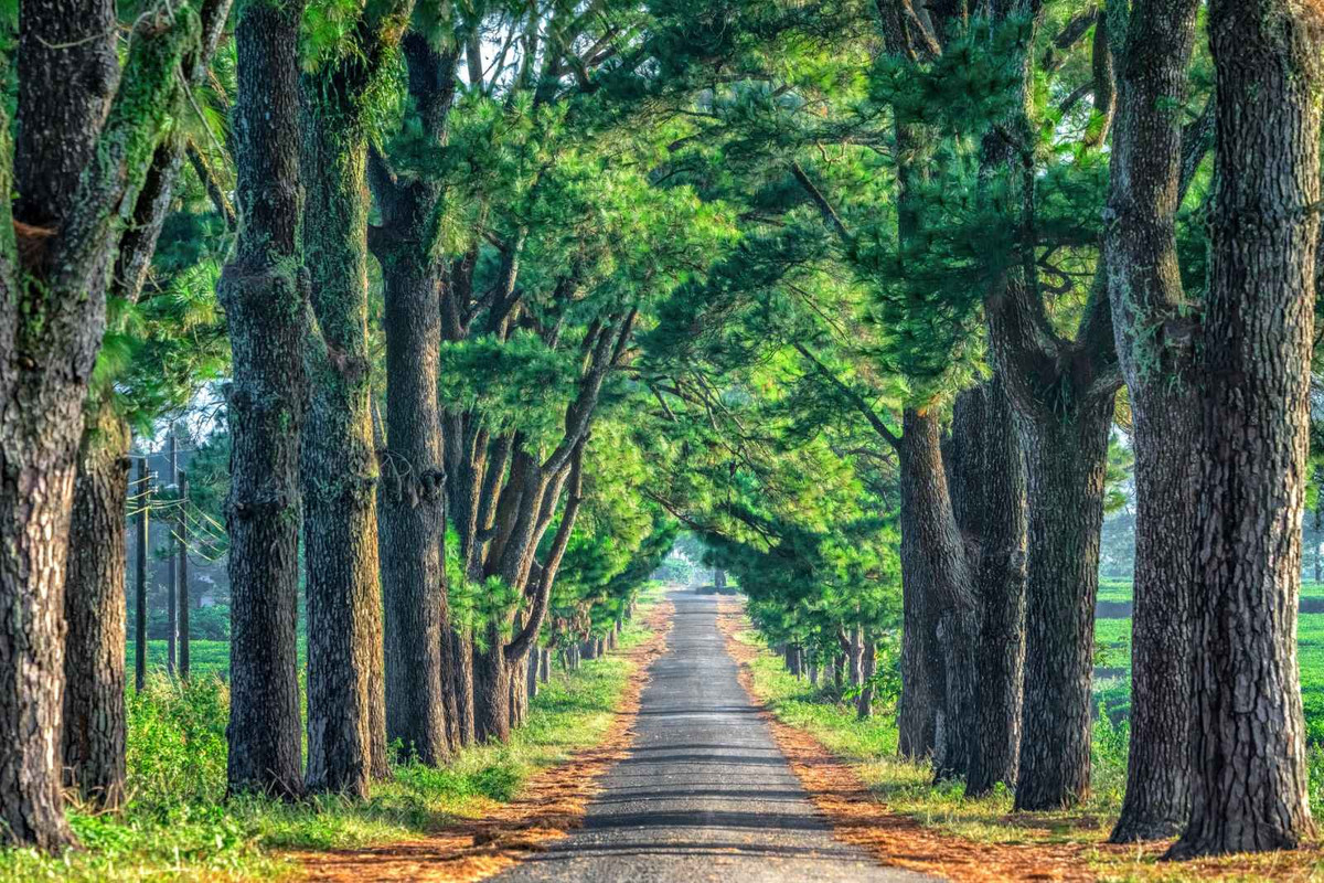 Duoc vi nhu “Da Lat thu 2”, dau la luc day dua du lich Gia Lai cat canh?