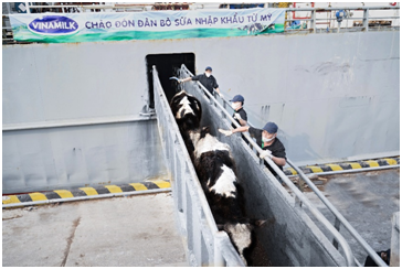 Vinamilk nhap khau hon 2.100 bo sua HF thuan chung tu My