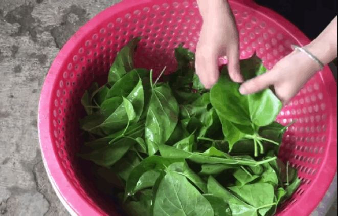 Người Thái ở Mường So bảo nhau rằng, lá ngón không độc còn có công dụng chữa bệnh gan nhiễm mỡ và cả ung thư gan. Ảnh: blogspot.