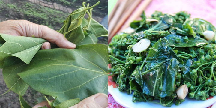 Lá ngón được người dân ở đây sử dụng là loại lá ngón không độc, hình tròn và ngắn, kích thước lá to gần bằng một bàn tay. Ảnh: pose.