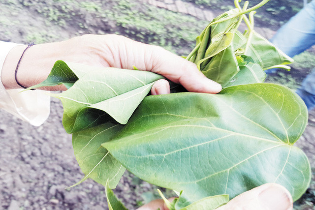 Lá ngón không độc khi xào có vị chan chát, bùi bùi, nhưng đọng lại đầu lưỡi là vị ngọt ngọt và thoảng mùi thơm dịu nhẹ. Ảnh: giadinh.