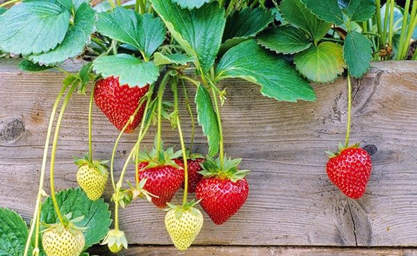 Những loại trái cây như ít đường fructose như dâu tây hay quả anh đào. Ảnh: chimi.