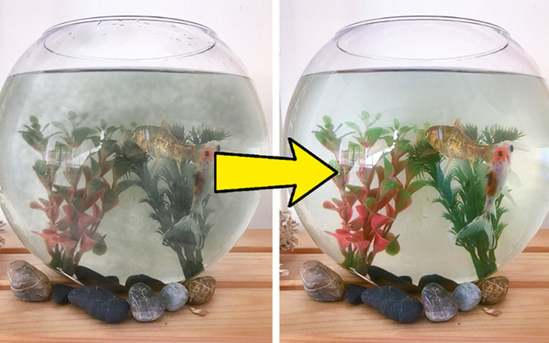 Làm trong kính bể cá: Khi kính bể cá bị ố và xỉn màu, bạn chỉ cần chà xát muối lên lớp kính khi vệ sinh để có lại bể cá trong vắt.