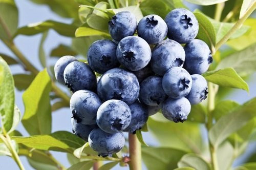 Quả việt quất chứa ít natri, phốt pho và kali nên rất thân thiện với những người bị suy thận. Ảnh: wikicachlam.