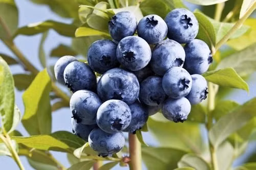 Quả việt quất chứa ít natri, phốt pho và kali nên rất thân thiện với những người bị suy thận. Ảnh: wikicachlam.