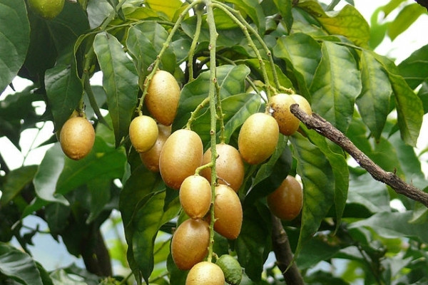 Bạn chỉ cần hấp quả hồng bì tươi với đường, cho trẻ ăn ngày 3 lần. Sau vài ngày bệnh sẽ giảm nhanh chóng. Ảnh: suckhoedoisong.