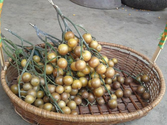 Một công dụng của quả quất hồng bì đó chính là chữa nấc cụt. Ảnh: laodong.