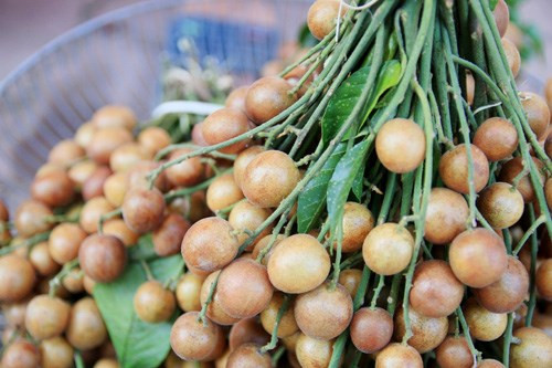 Bên cạnh đó, quất hồng bì còn giúp làm dịu họng, giảm đau rát và giảm ho do viêm họng. Ảnh: alobacsi.