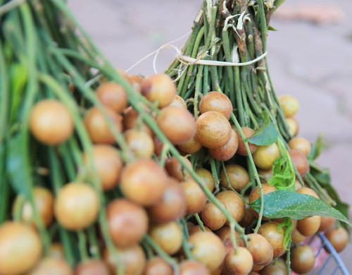 Trong khi đó, vỏ thân hoặc rễ cây quất hồng bì kết hợp với khế chua còn được sử dụng để kích thích tiêu hóa và phòng bệnh cho phụ nữ sau sinh. Ảnh: viet-time.