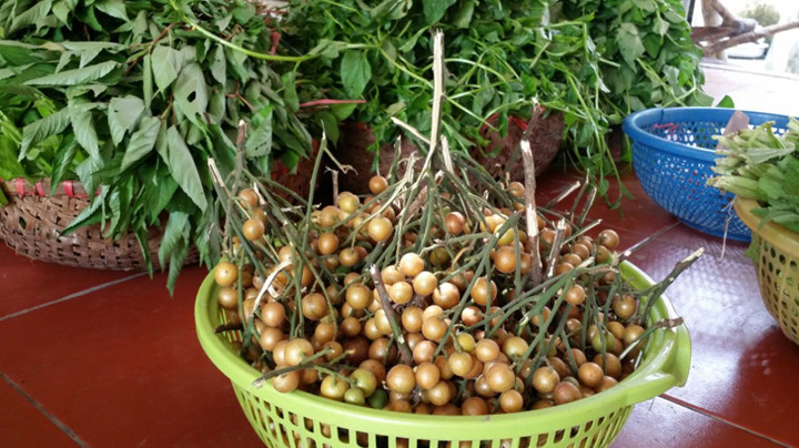 Ngoài ra, ít người biết rằng quả quất hồng bì còn có tác dụng cầm nôn mửa. Ảnh: vov.