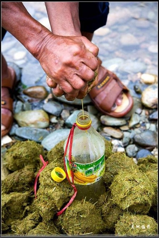 Nguyên liệu chính của món lẩu phân bò chính là hỗn hợp cỏ chưa được tiêu hóa hết được lấy ra từ bao tử của bò. Ảnh: foody.