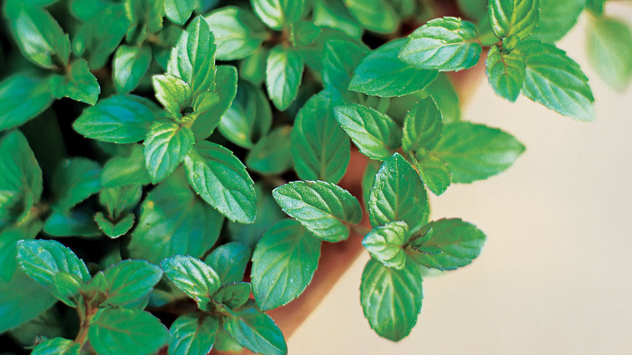 Bạc hà còn là “người bạn thân thiết” với những ai bị hôi miệng. Ảnh: sunset02.