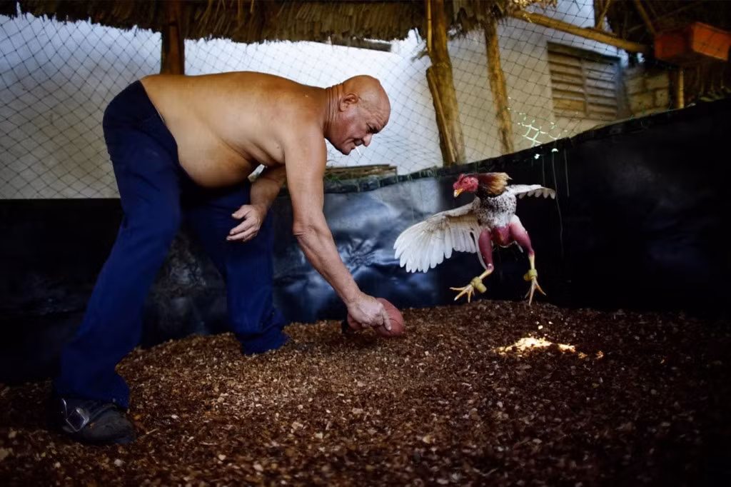 Tại sới gà chính thức ở Ciego de Avila, người nước ngoài phải trả 60 USD để được ngồi ở hàng ghế trước. Ở các sới gà không công khai, giá vé là 2 đến 8 USD. Đây là mức giá khá đắt đỏ đối với đất nước có mức thu nhập trung bình 25 USD/tháng.