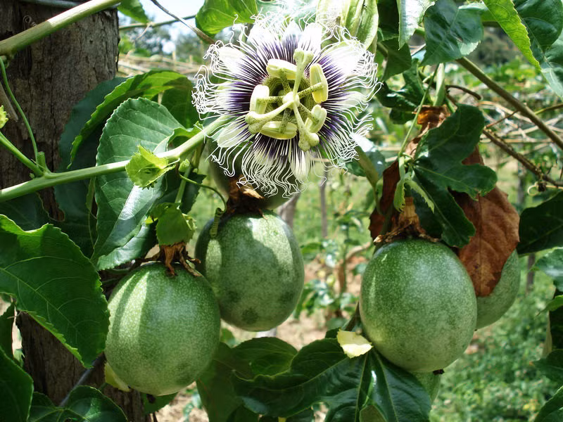 Khi chanh leo đã leo lên giàn và phát triển tươi tốt thì bạn cần phải cắt tỉa lá, cành thường xuyên để giàn cây được thông thoáng và có chỗ để cây ra hoa, đơm quả. Từ khi hoa nở đến khi có quả chín sẽ mất khoảng 60 - 90 ngày. Bón phân: Ngoài chế độ chăm sóc thường xuyên như làm cỏ, tưới nước, phòng trừ sâu bệnh, cần bón thêm phân cho cây sau mỗi đợt thu hái và tỉa cắt, nhằm tạo điều kiện cho cây nhanh chóng hồi phục và bù đắp dinh dưỡng đảm bảo cho một đợt ra cành và hoa mới.