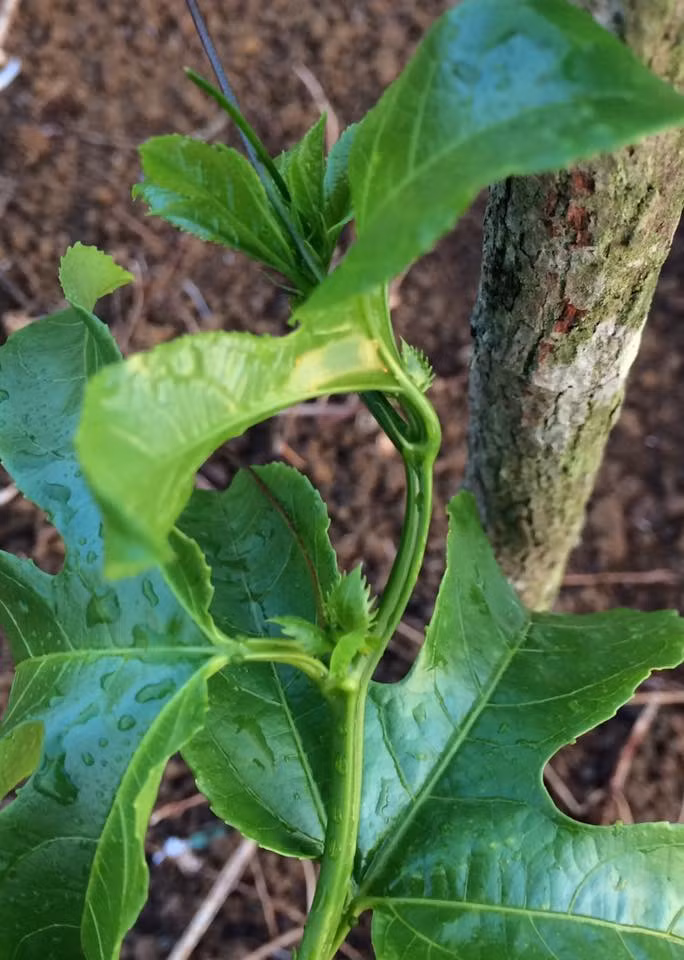 Anh Quốc Tuấn khuyên những nông dân phố, "trước khi gieo, bạn cần ngâm hạt trong vòng 24-36 giờ, nước đạt 2 sôi - 3 lạnh. Sau khi ngâm, tiến hành gieo hạt vào chậu đất có đường kính 30cm với khoảng cách đều nhau rồi phủ thêm một lớp đất mỏng để che kín hạt. Sau đó, tưới nước để cung cấp độ ẩm và đặt chậu ở nơi thoáng đãng có tiếp xúc với ánh sáng mặt trời để hạt nhanh nảy mầm hơn. "Từ 2 đến 3 tuần sau đó, hạt giống đem gieo sẽ nảy mầm. Sau khoảng 6 tuần trở đi cây đã đạt chiều cao tầm 8cm, lúc này bạn có thể chọn lọc cây con tốt và khỏe để giữ lại trồng, những cây yếu bạn nên loại bỏ đi.