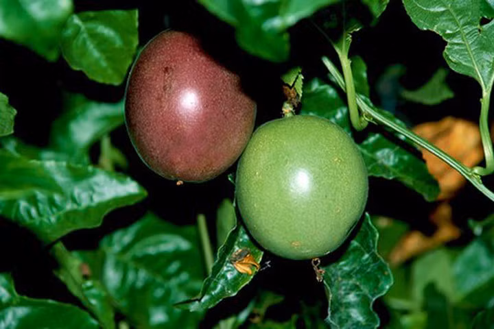 Theo kinh nghiệm và tham khảo của anh Tuấn thì bạn nên bón phân đạm, kali và bánh dầu cây sẽ xanh tốt, đơm hoa nhiều và rất sai quả.