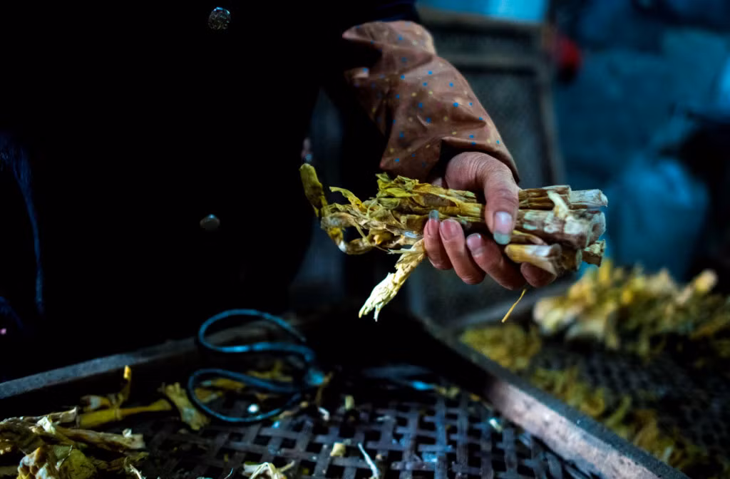 “Bạn cắt những búp măng tươi thành những miếng mỏng rồi kho với thịt lợn và sườn, hoặc có thể nấu thành canh bằng cách thêm nước, một chút gừng, tỏi, cuối cùng là muối và bột ngọt, rất ngon”, cô chia sẻ.