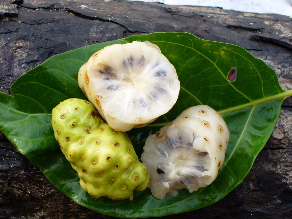 Quả noni: Loại quả này còn được gọi là “quả gây nôn” do mùi quá khủng khiếp với nhiều người. Quả có vị như phô mai đắng và rất tốt cho sức khỏe. Ảnh: Costaricannoni.