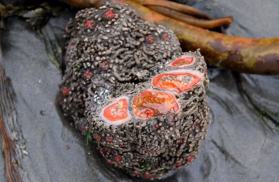 Nhung mon dac san quoc te khien du khach rung minh