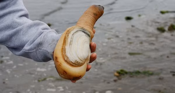 Ốc vòi voi: Còn được gọi là tu hài, loại hải sản này gây ấn tượng nhờ hình dạng độc đáo. Đây là một món đặc sản quốc tế, món ăn giàu dinh dưỡng, được cho là có khả năng tăng cường sinh lực cho nam giới.Ảnh: HGTV.