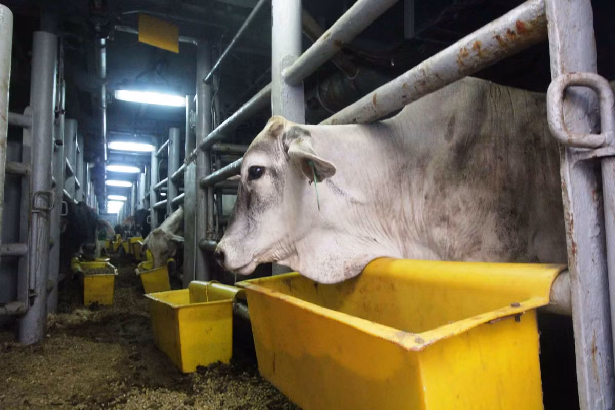 Nhap hon 1.700 con bo Uc ve mien Tay bang tau bien-Hinh-2