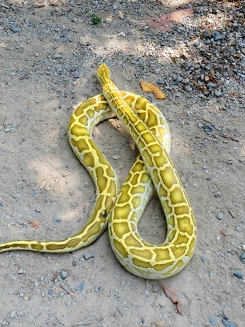 Rao riet lung mua tran bach tang chuc trieu dong-Hinh-2