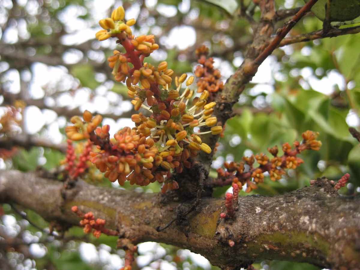 Tuy hoa của loài cây này có mùi rất khó ngửi, nhưng khi cho ra quả thì mùi khó chịu không còn. Bao hạt cây Carob có giá trị rất cao, được nghiền nát và sử dụng làm sản phẩm thay thế socola.